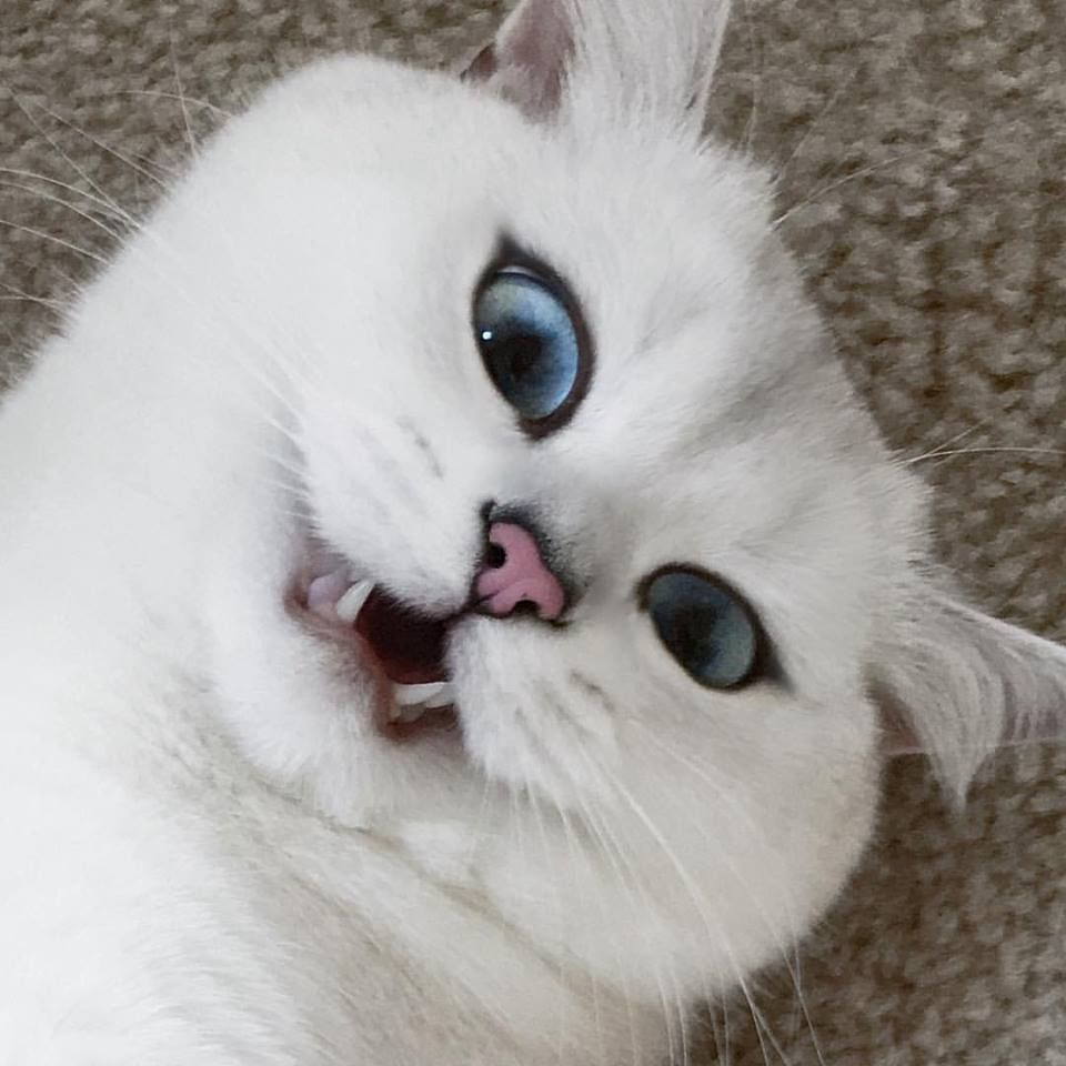 Psicoterapia Individual